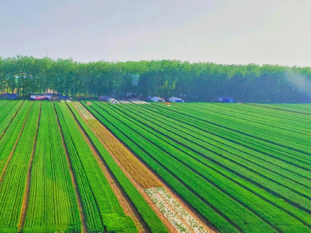 乡村振兴战略下高效生态农业发展路径探析